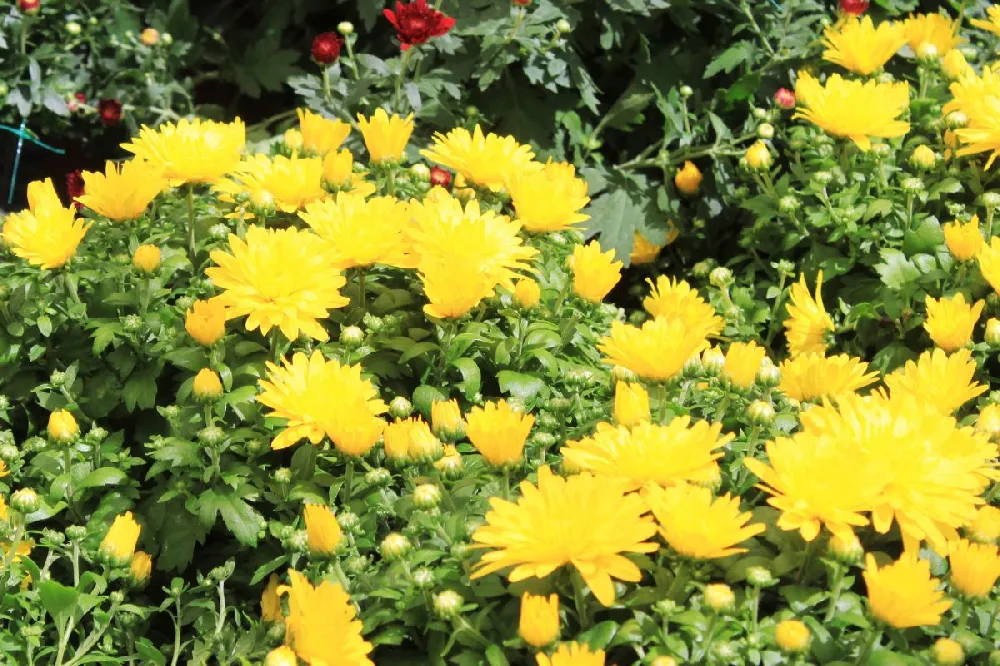 Yellow Mum