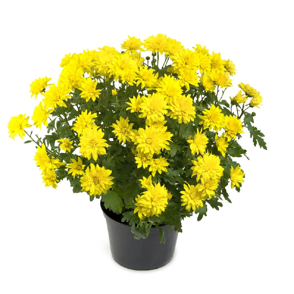 Yellow Mum