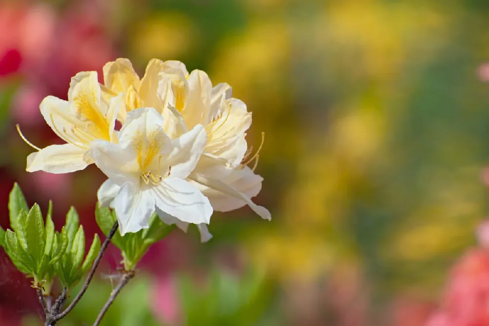 Yellow Rhododendron