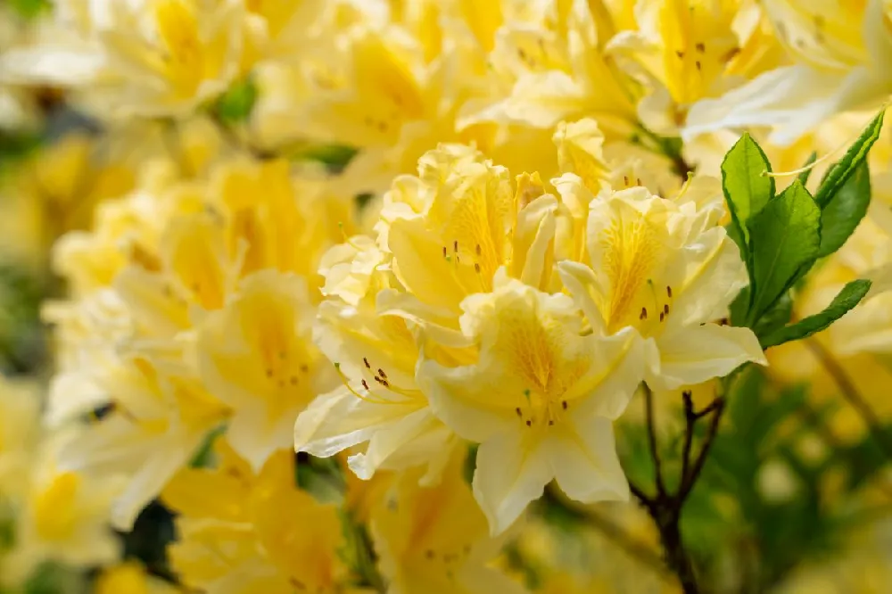 Yellow Rhododendron