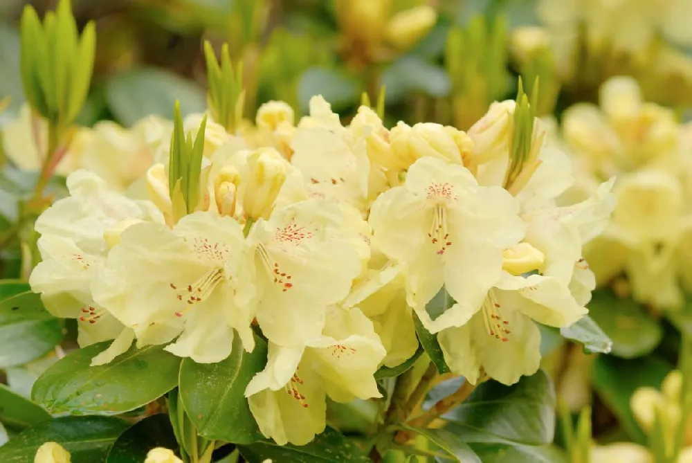 Yellow Rhododendron