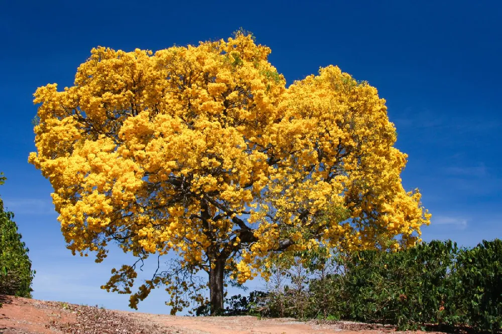 Yellow Trumpet Tree