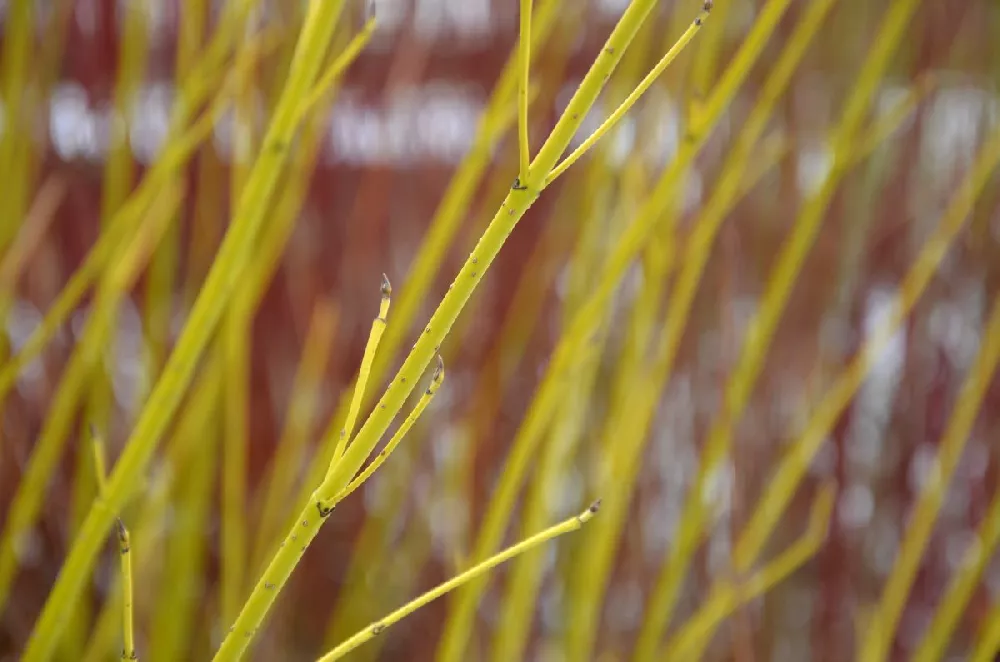 Yellow Twig Dogwood Shrub