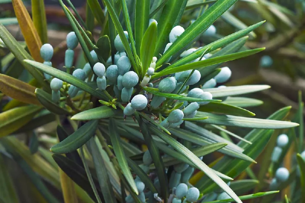 Yew Podocarpus