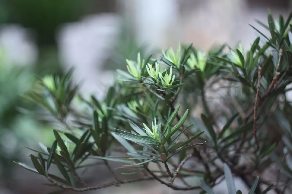 Yew Podocarpus