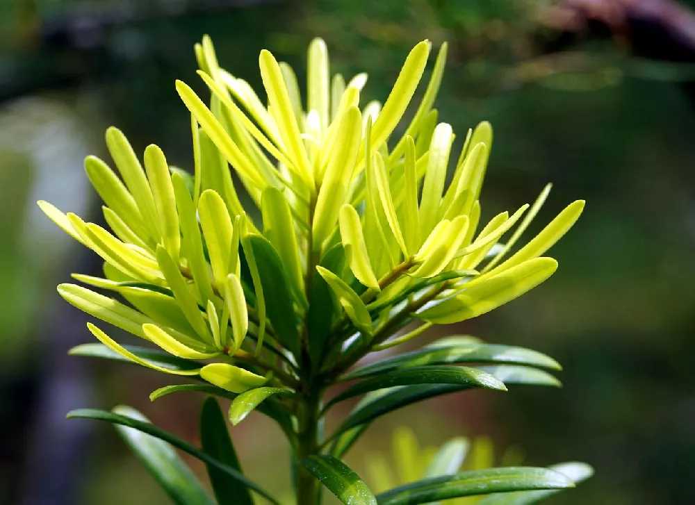 Yew Podocarpus