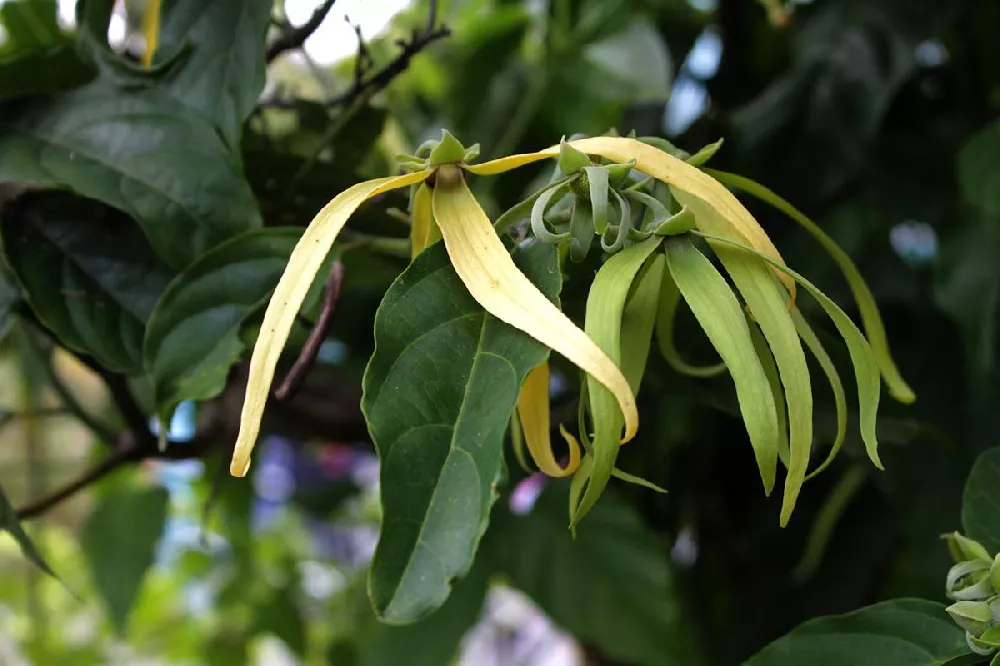 Ylang Ylang Tree 2