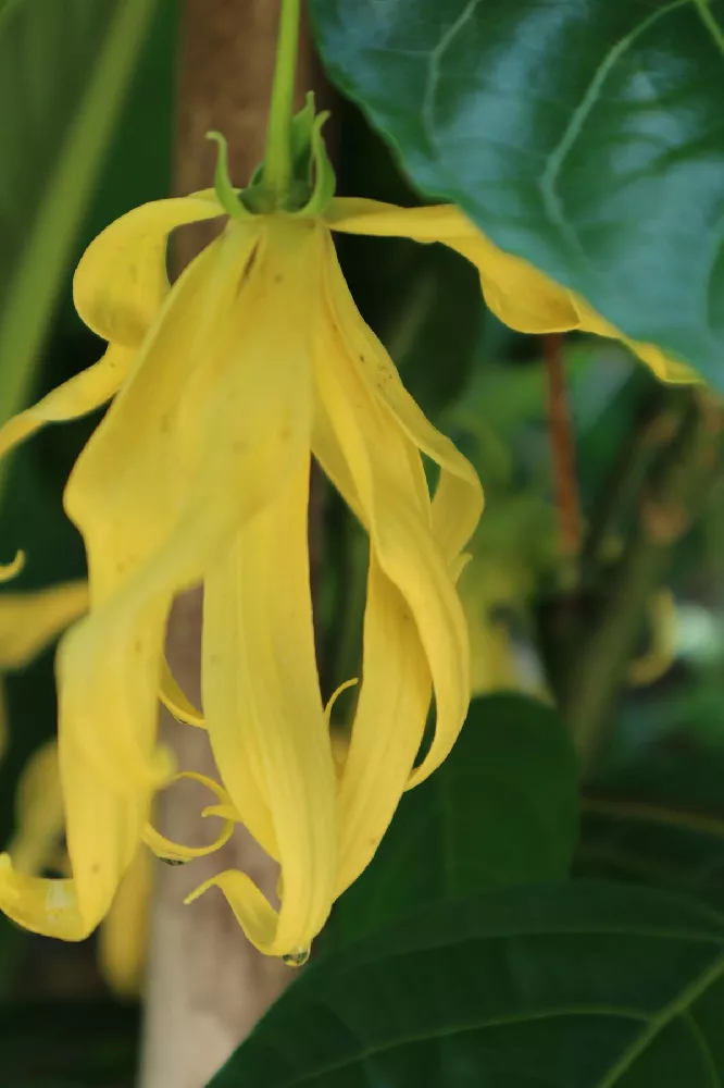 Ylang Ylang close-up