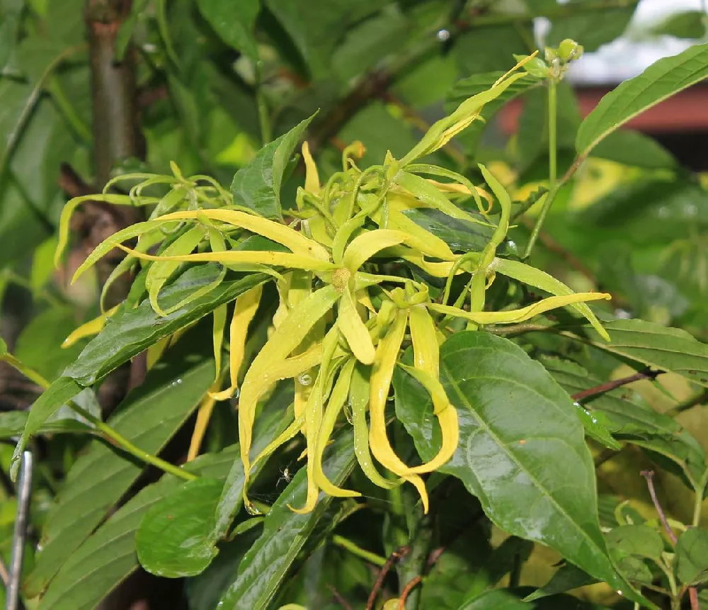 Ylang Ylang Tree