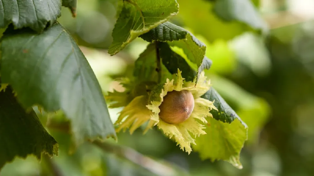 York Filbert Hazelnut