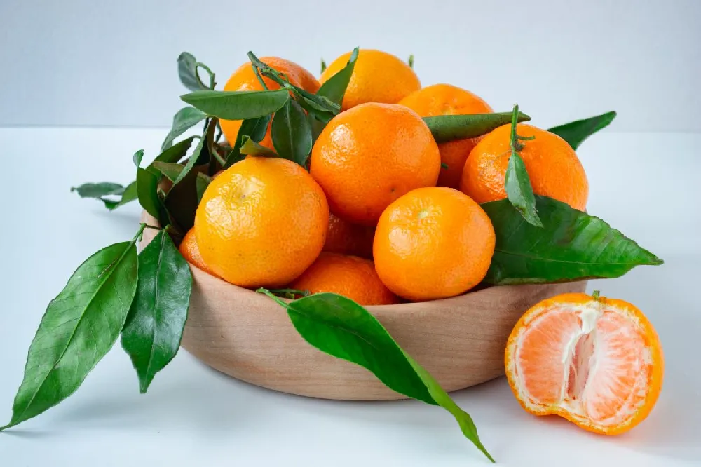 Yosemite Gold Mandarin Tree