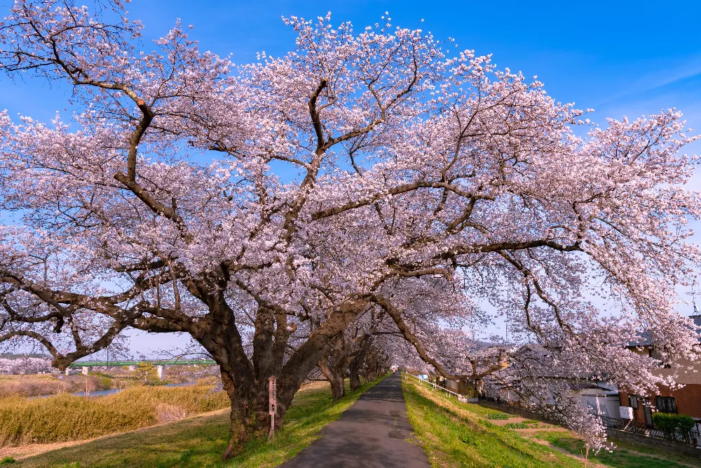 Kwanzan Cherry Blossom Tree - Beautiful, large, bright pink globes of  blossoms! (2 years old and 3-4 feet tall.)