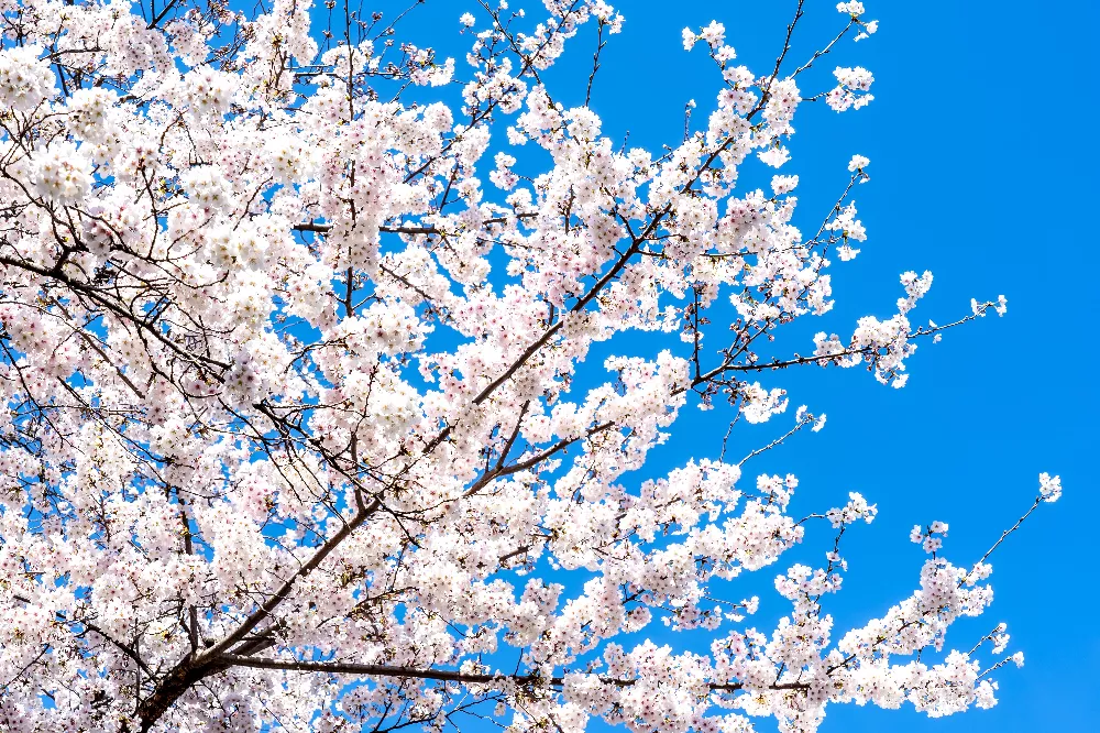 Yoshino Cherry Tree