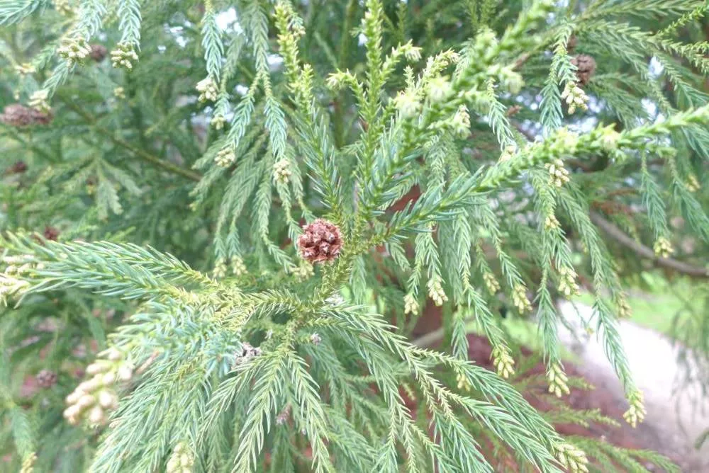 Yoshino Japanese Cedar