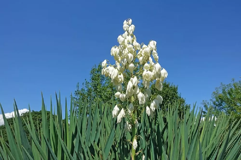 Yucca Meaning