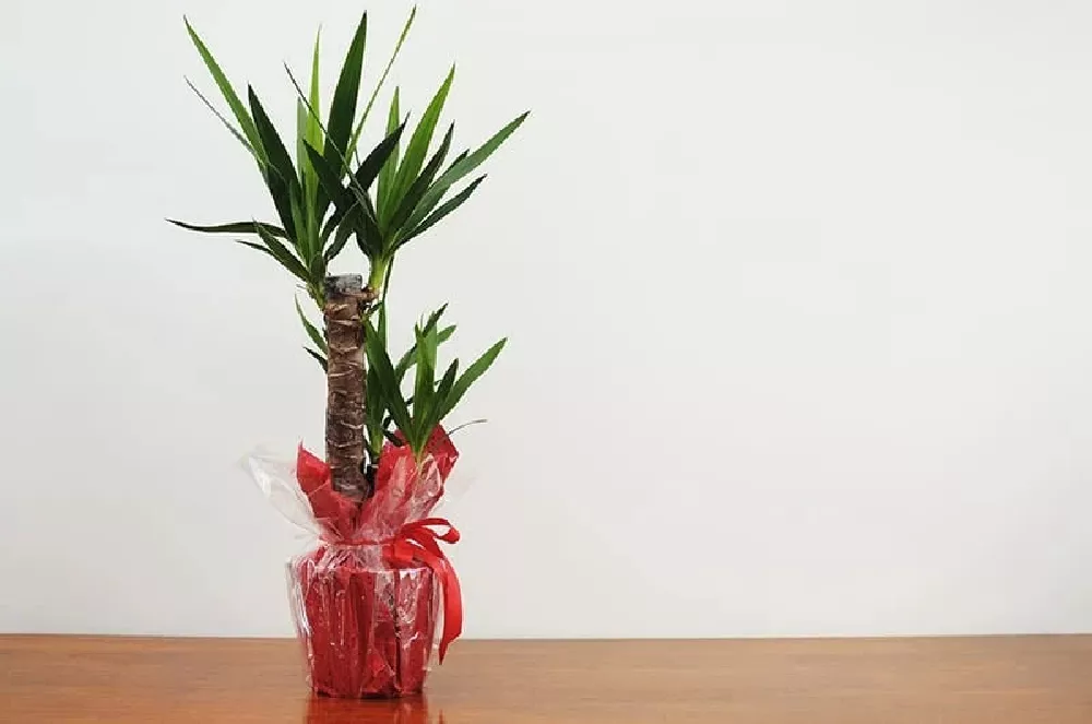 Yucca Plant