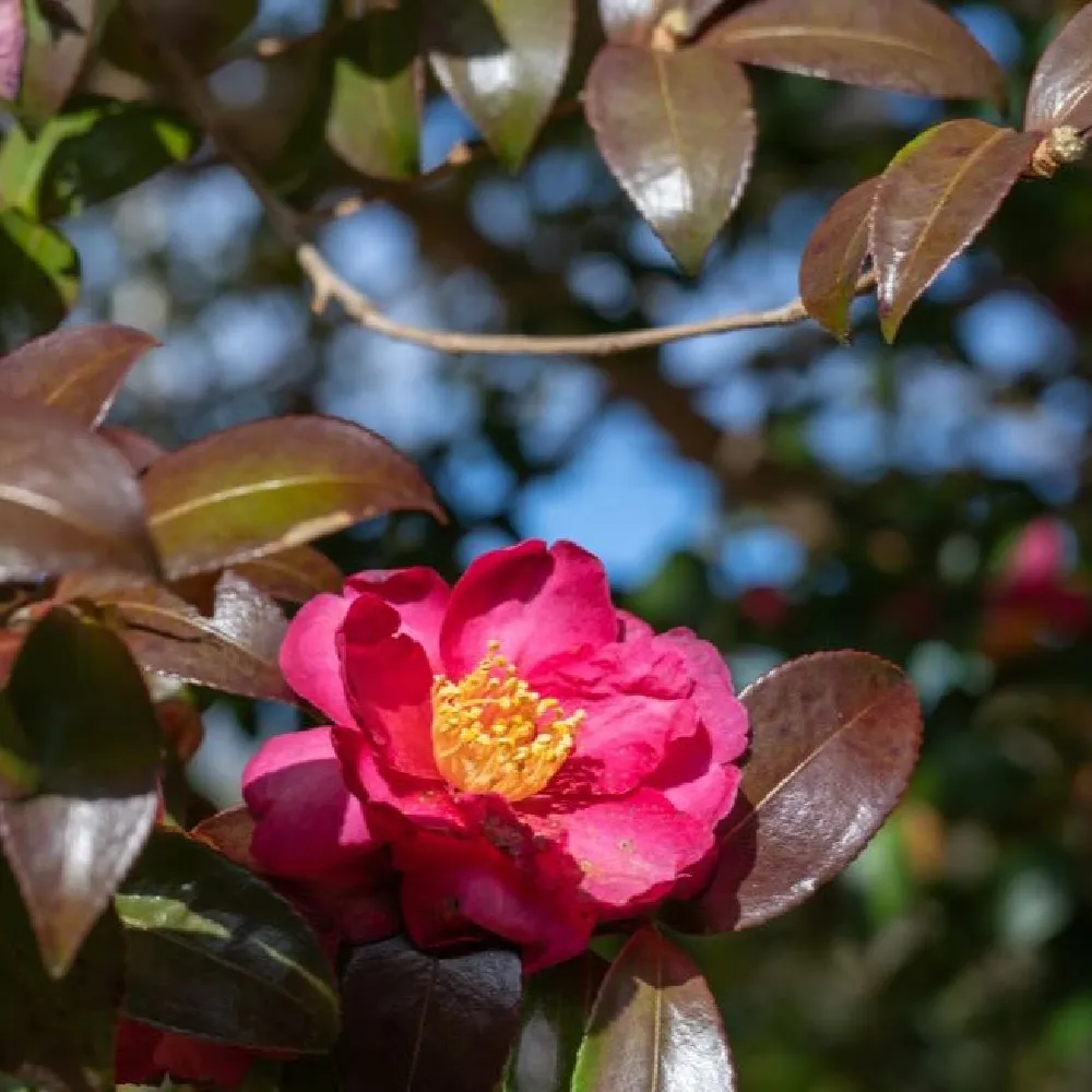 Yuletide Camellia