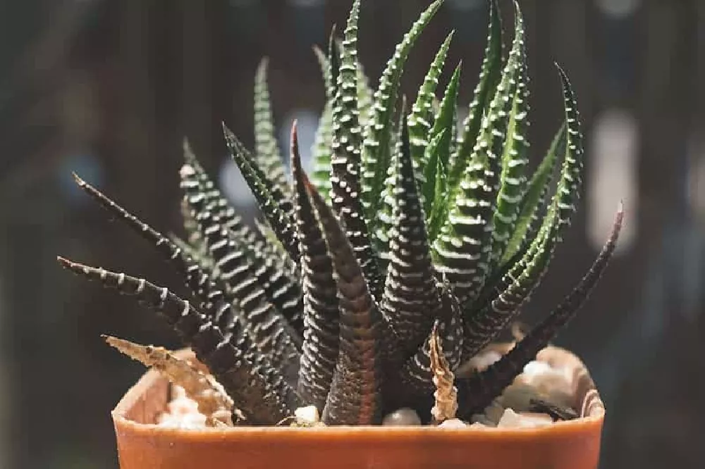 Zebra Plant