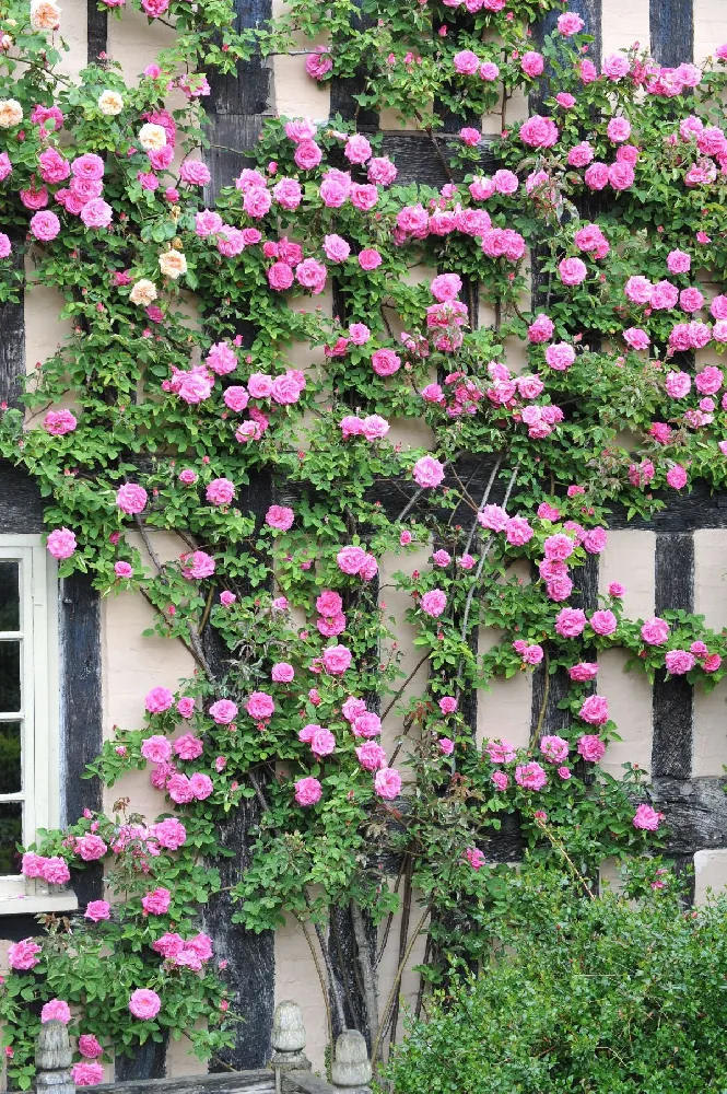 Zephirine Drouhin Climbing Rose