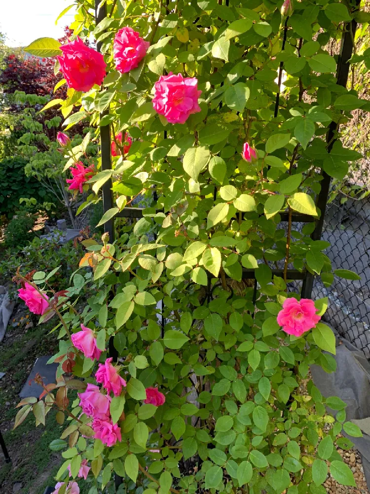 Zephirine Drouhin Climbing Rose