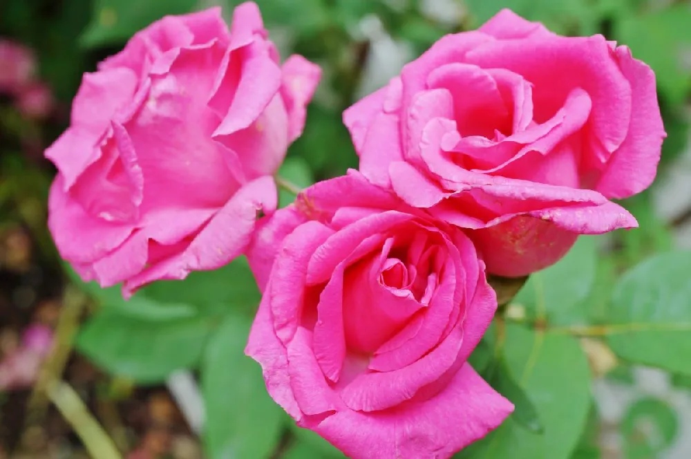 Zephirine Drouhin Climbing Rose