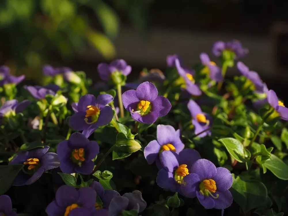 African Violet blooms