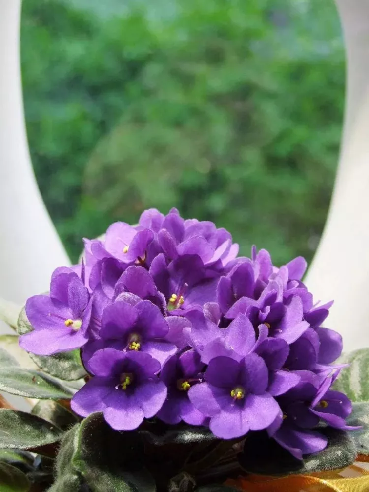 African Violets close-up