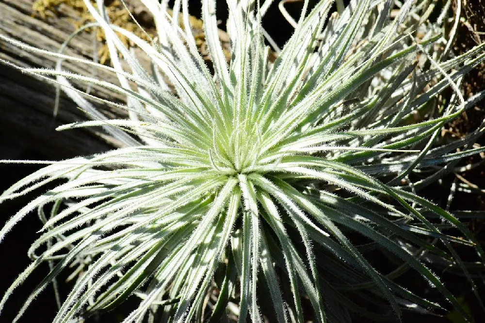 Air Plants up close