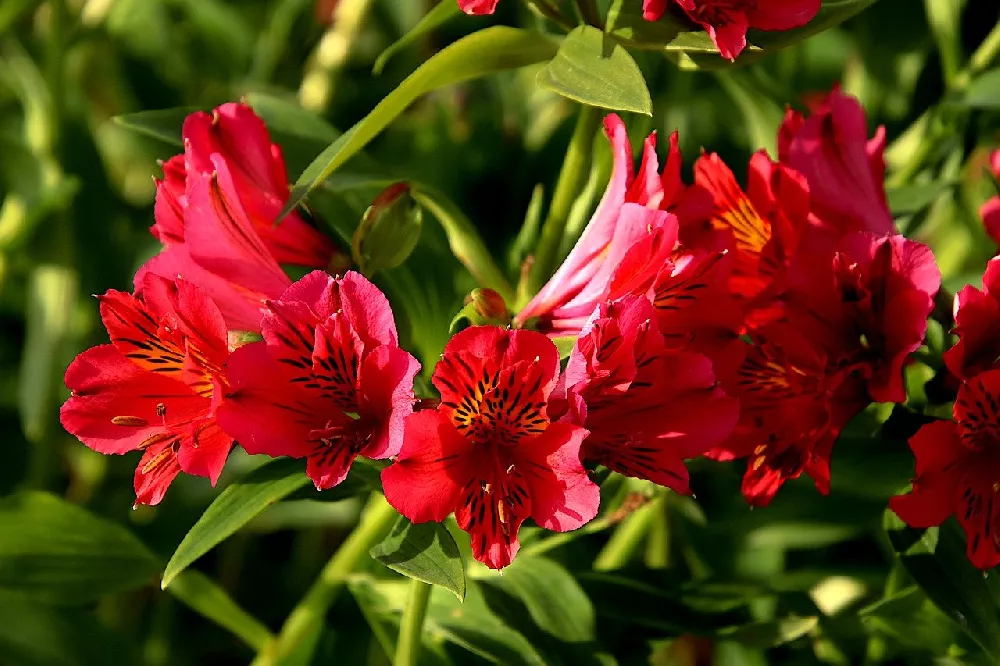 Red Peruvian Lily