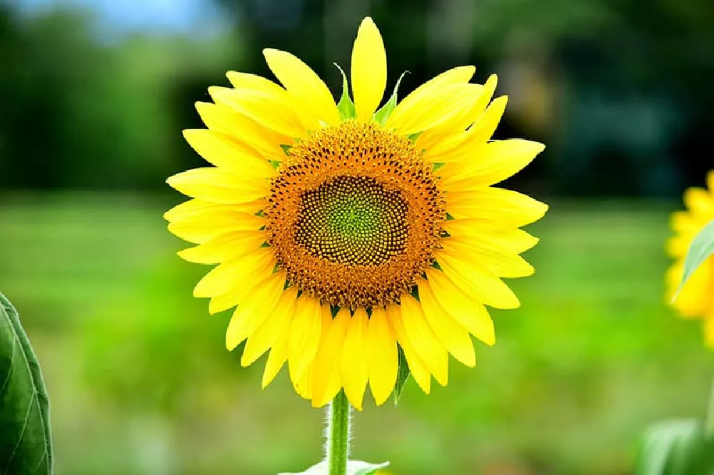 American Giant Sunflowers