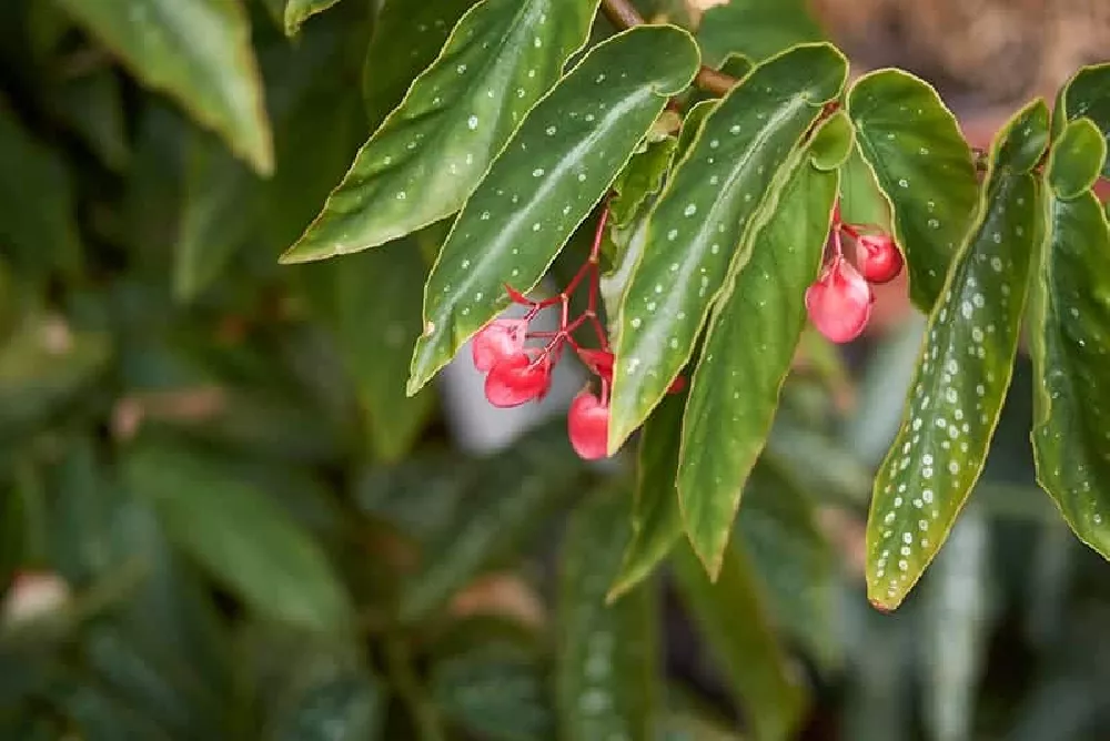 Care for Angel Wing Begonia