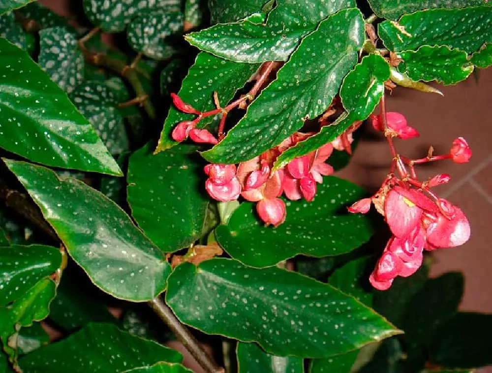 Angel Wing Begonia