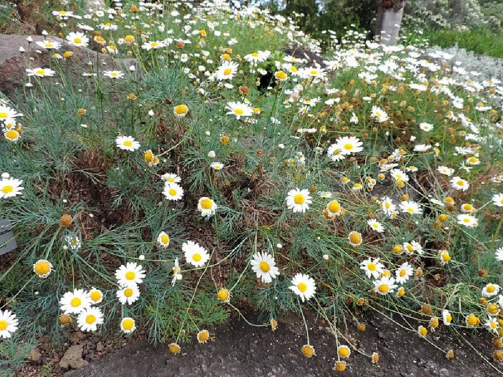 Argyranthemum Daisies