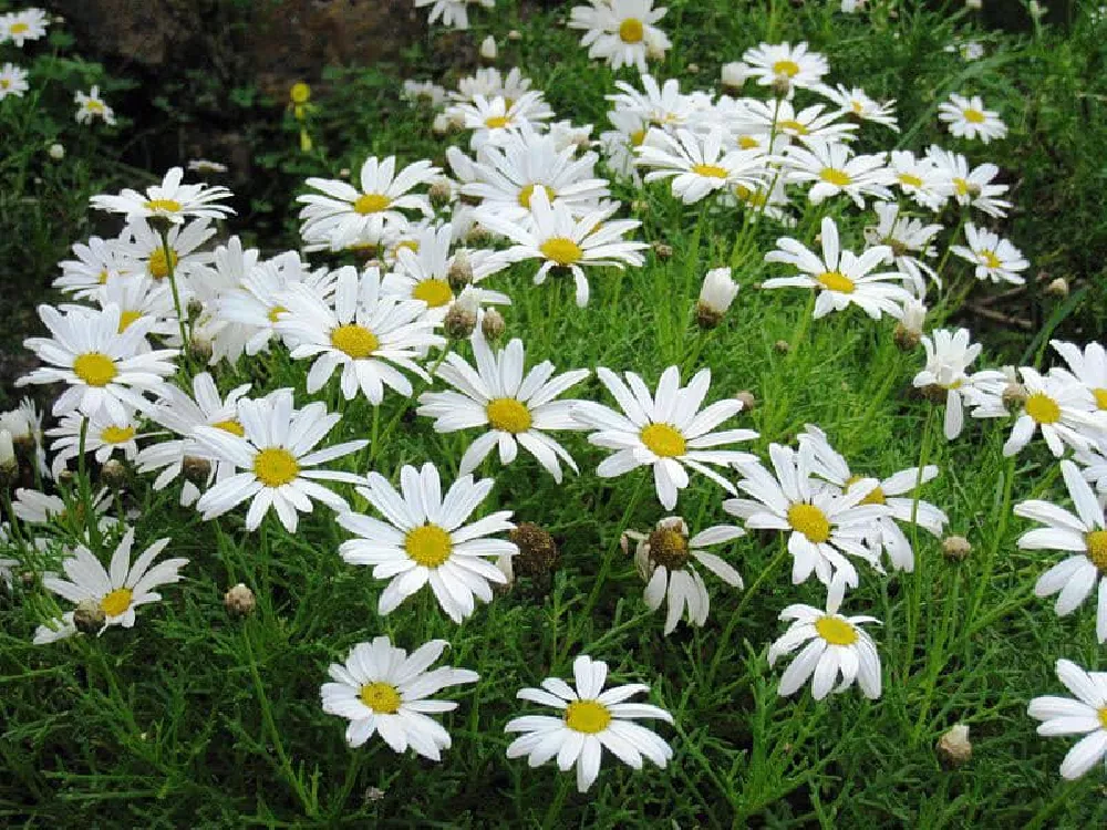 Field of Daisies