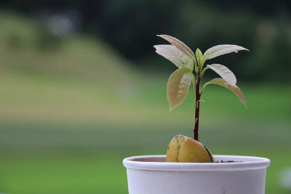 avocadohouseplant