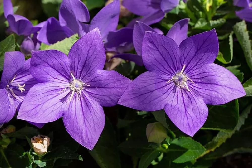 Balloon Flower blooming