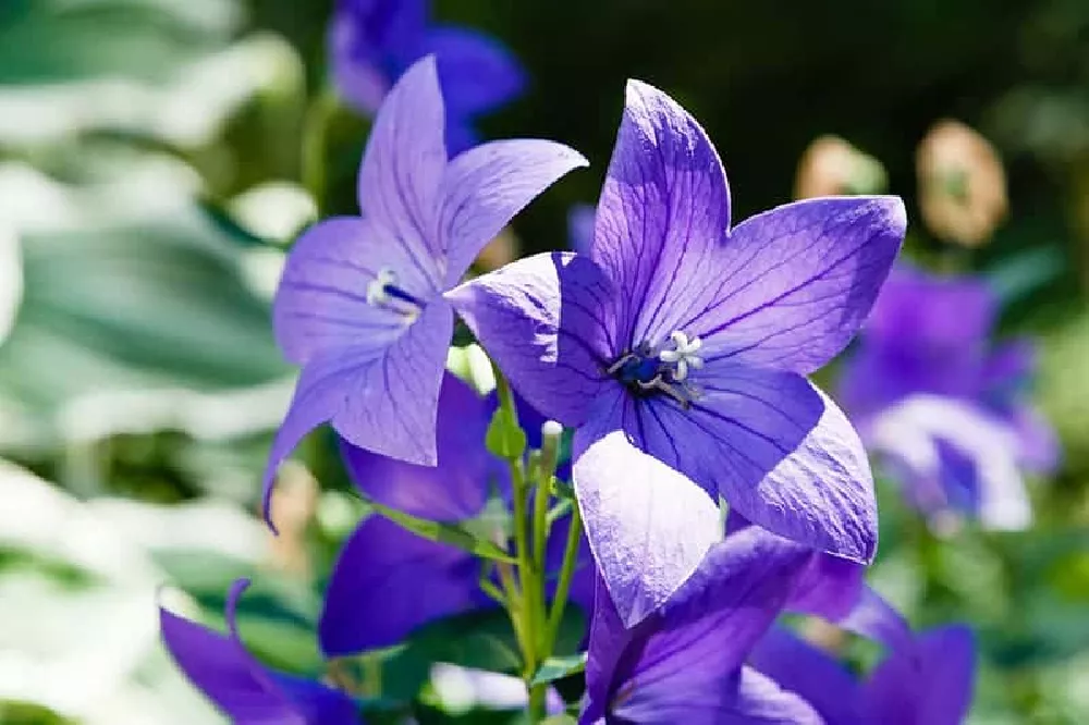 Balloon Flower in the sunlight