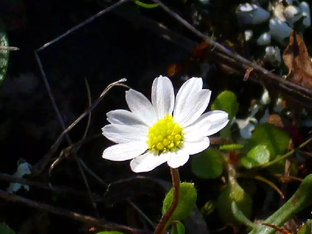 Daisies