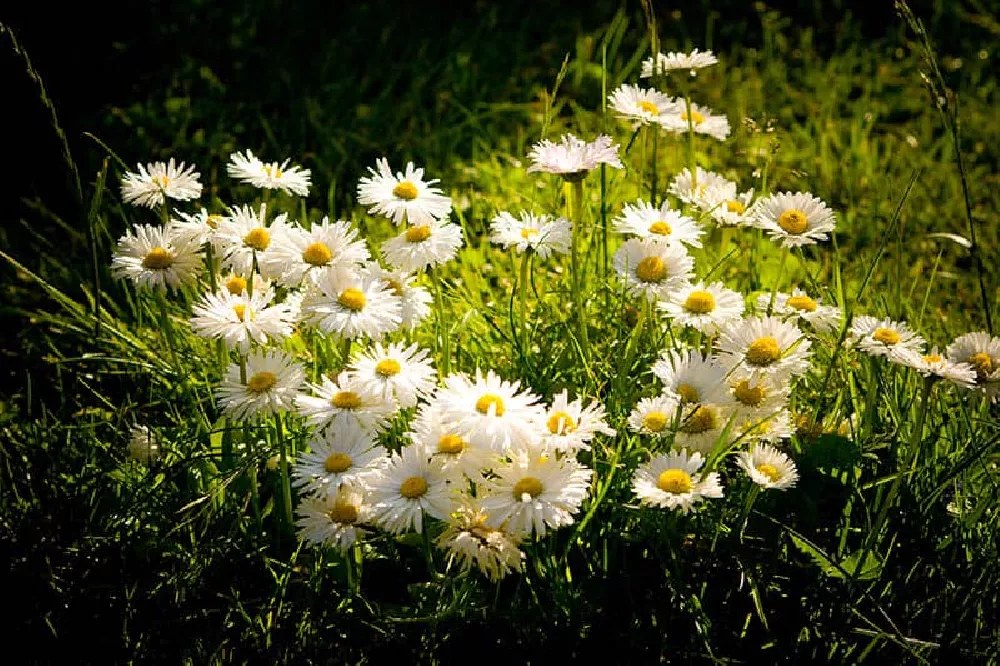 English Daisies