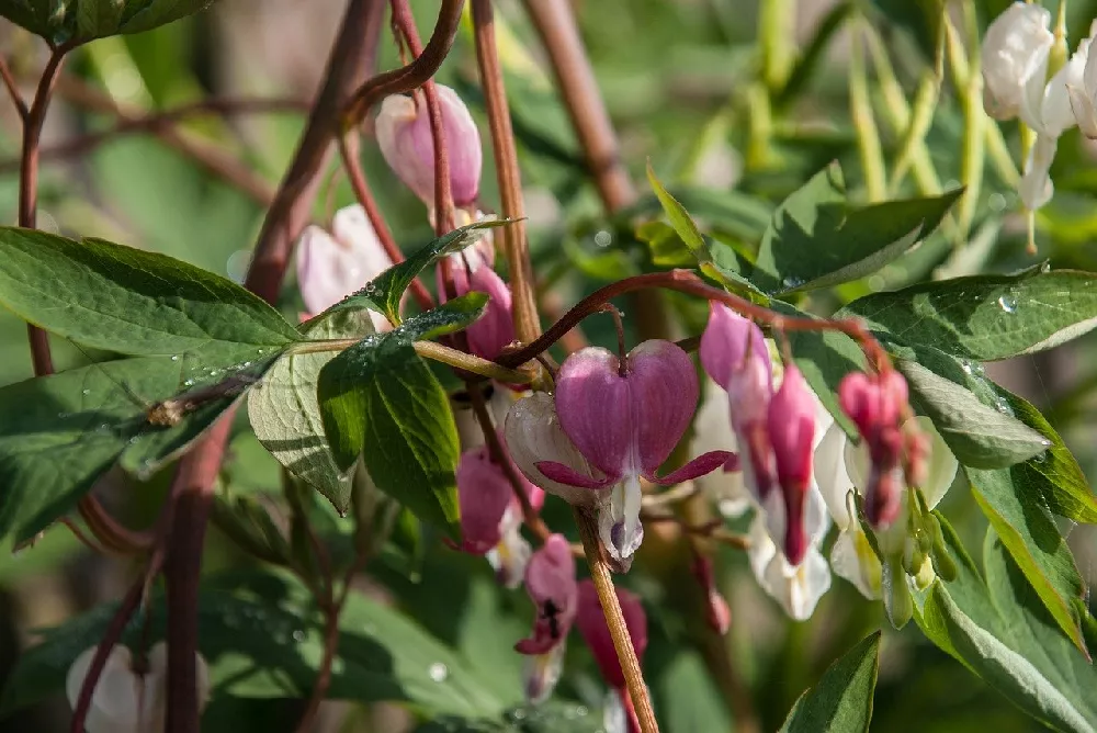 Watering Bleeding Heart Plant