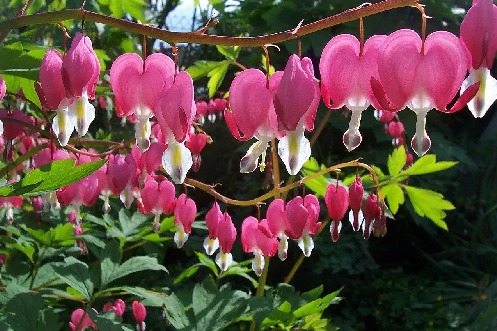 Bleeding Heart Plant flowering