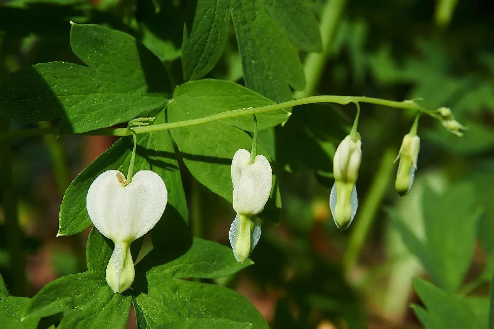 White Bleeding Heart Plant flowers