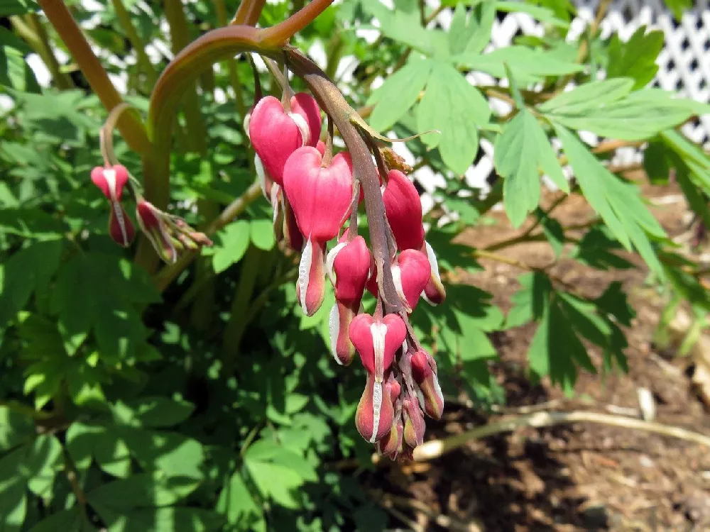 Bleeding Heart Plant up close