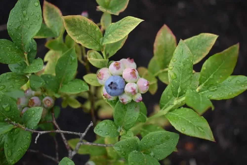 Blueberry Bush sprouts