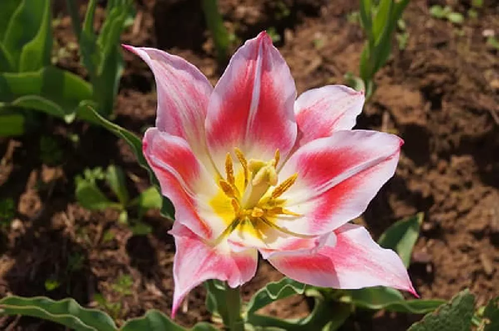 Blushing Beauty Tulip