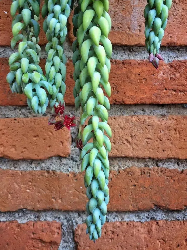 Burros Tail flowers