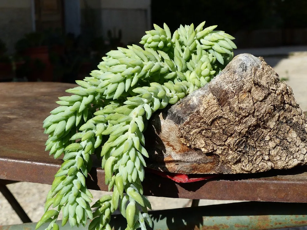 Burros Tail on wood