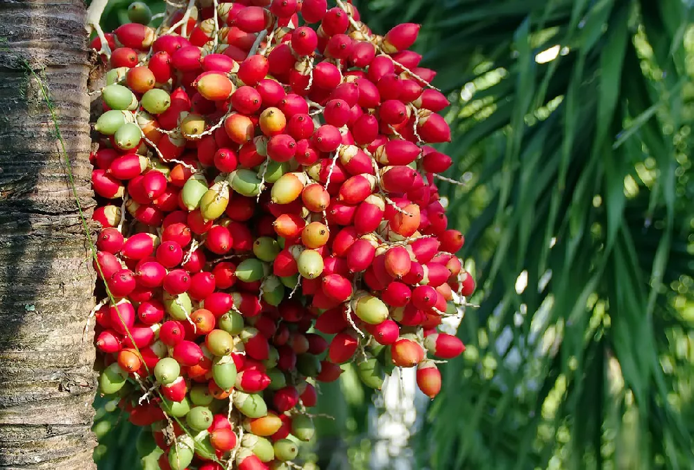 christmas-palm red fruits