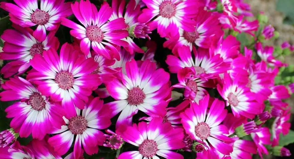 Cineraria flowers