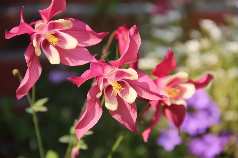 Columbine Flower up close